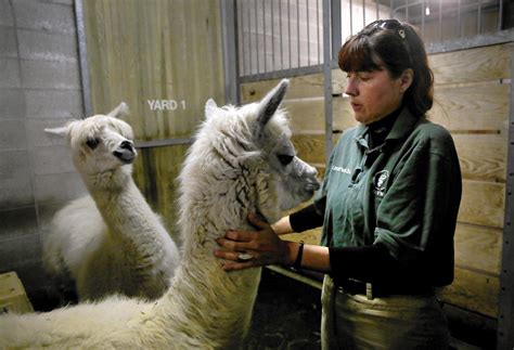 Lincoln Park Zoo’s head vet keeps an animal kingdom healthy.